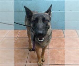 German Shepherd Dog Dogs for adoption in Downey, CA, USA