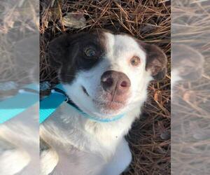 Border-Aussie Dogs for adoption in Valrico, FL, USA