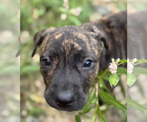 American Pit Bull Terrier-Unknown Mix Dogs for adoption in Brewster, NY, USA
