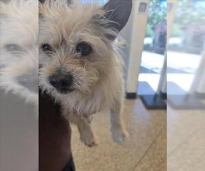 Cairn Terrier-Unknown Mix Dogs for adoption in Tracy, CA, USA