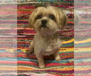 Shih Tzu-Unknown Mix Dogs for adoption in Abilene, TX, USA