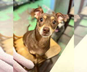 Chipin Dogs for adoption in phoenix, AZ, USA