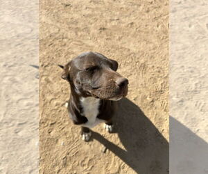 Labrador Retriever-Unknown Mix Dogs for adoption in Apple Valley, CA, USA
