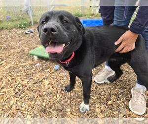Labrador Retriever-Unknown Mix Dogs for adoption in McKinleyville, CA, USA