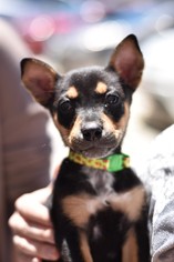 Chihuahua-Unknown Mix Dogs for adoption in Frisco, TX, USA