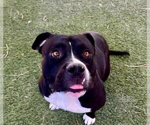 American Pit Bull Terrier-Unknown Mix Dogs for adoption in Las Vegas, NV, USA
