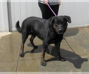 Rottweiler-Unknown Mix Dogs for adoption in Louisville, KY, USA