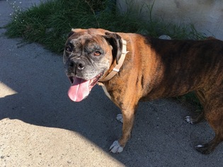 Boxer Dogs for adoption in Red Lodge, MT, USA