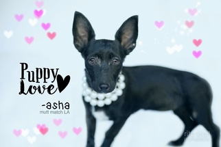 Chiweenie Dogs for adoption in Canyon Country, CA, USA