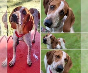 Treeing Walker Coonhound Dogs for adoption in Brewster, MA, USA