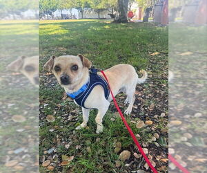 Chihuahua Dogs for adoption in Alameda, CA, USA