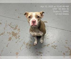 American Boston Bull Terrier Dogs for adoption in Ocala, FL, USA
