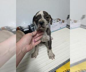 Catahoula Leopard Dog-Unknown Mix Dogs for adoption in Bakersfield, CA, USA