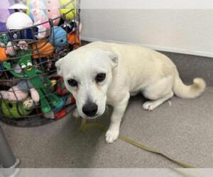 Chihuahua-Unknown Mix Dogs for adoption in HESPERIA, CA, USA