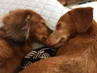 Dachshund Dogs for adoption in Taunton, MA, USA