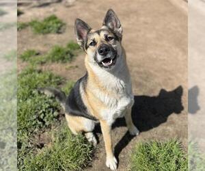 German Shepherd Dog Dogs for adoption in Modesto, CA, USA