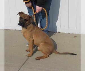 Small Black Mouth Cur