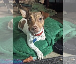 Jack Chi Dogs for adoption in Landenberg, PA, USA