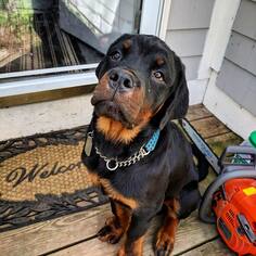 Rottweiler Dogs for adoption in Brighton, TN, USA
