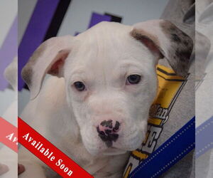 American Bulldog-American Staffordshire Terrier Mix Dogs for adoption in Huntley, IL, USA