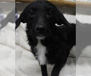 Mutt Dogs for adoption in Thief River Falls, MN, USA