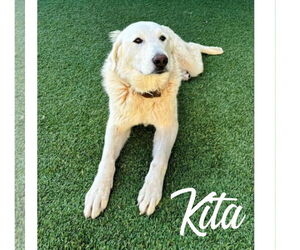 Great Pyrenees-Unknown Mix Dogs for adoption in Grafton, WI, USA