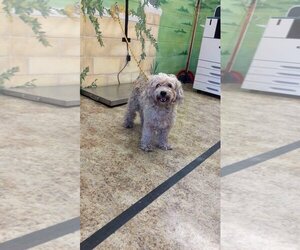 Shih-Poo Dogs for adoption in Pawtucket, TX, USA