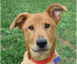 Mutt Dogs for adoption in Cookeville, TN, USA