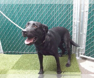 Labrador Retriever-Unknown Mix Dogs for adoption in Downey, CA, USA