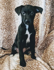 Sheprador Dogs for adoption in Nashville, TN, USA