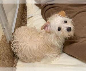 Norwich Terrier-Unknown Mix Dogs for adoption in Springfield, MA, USA