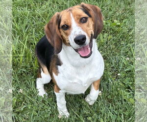 Beagle Dogs for adoption in Batavia, OH, USA