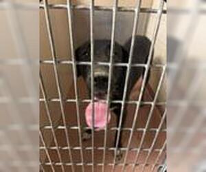 Great Dane-Labrador Retriever Mix Dogs for adoption in Ogden, UT, USA