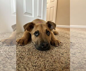 Mutt Dogs for adoption in Polson, MT, USA