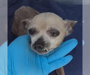 Chihuahua-Unknown Mix Dogs for adoption in San Antonio, TX, USA