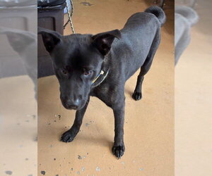 Akita-Unknown Mix Dogs for adoption in Chula Vista, CA, USA