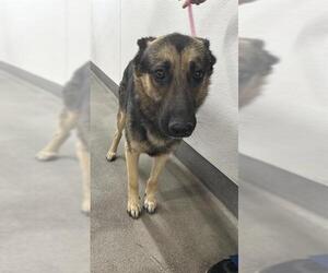 German Shepherd Dog Dogs for adoption in HESPERIA, CA, USA