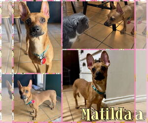 Chihuahua-Unknown Mix Dogs for adoption in New London, WI, USA