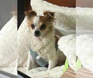 Chilier Dogs for adoption in Palatine/Kildeer/Buffalo grove, IL, USA