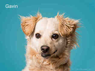 Dachshund Dogs for adoption in Santa Fe, NM, USA