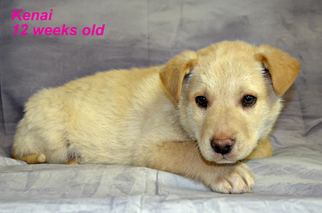 Medium Photo #1 Alaskan Husky-Unknown Mix Puppy For Sale in Yreka, CA, USA
