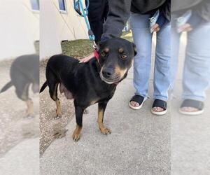 Australian Kelpie-Unknown Mix Dogs for adoption in Plano, TX, USA