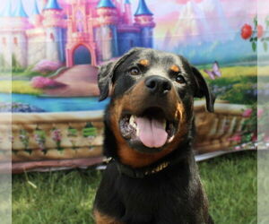 Rottweiler Dogs for adoption in Mooresville, NC, USA
