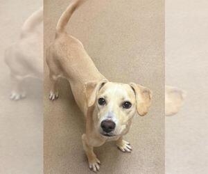 Labbe Dogs for adoption in Sacramento, CA, USA