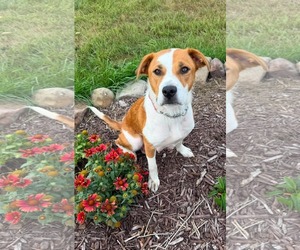 Labrador Retriever-Unknown Mix Dogs for adoption in Duluth, MN, USA