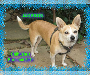 Medium Photo #1 Chihuahua Puppy For Sale in Huddleston, VA, USA