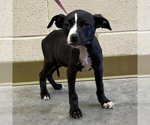 American Pit Bull Terrier-Unknown Mix Dogs for adoption in Texas City, TX, USA