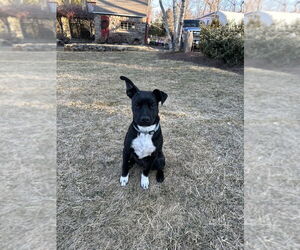 Boston Terrier-Unknown Mix Dogs for adoption in Brewster, NY, USA