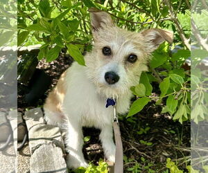Jack Russell Terrier-Unknown Mix Dogs for adoption in Batavia, OH, USA