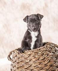 Mutt Dogs for adoption in Iroquois, IL, USA